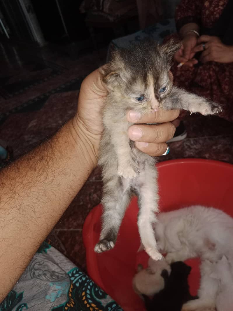 Persian cat 3