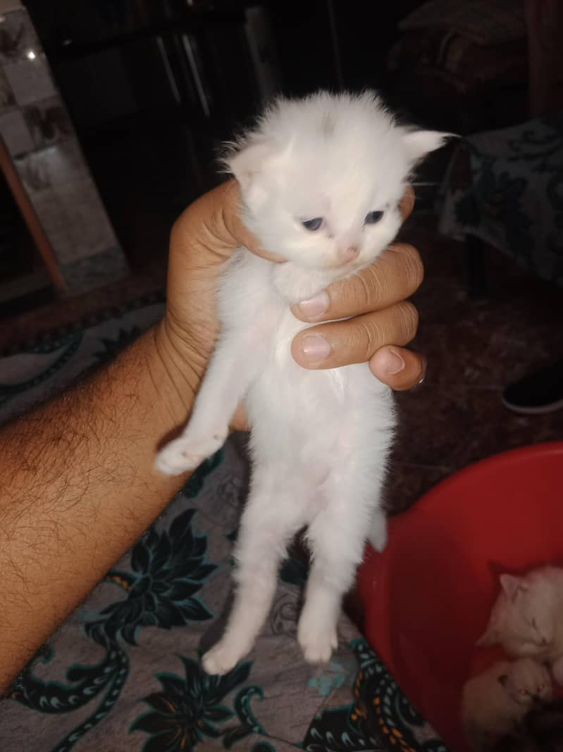 Persian cat 4