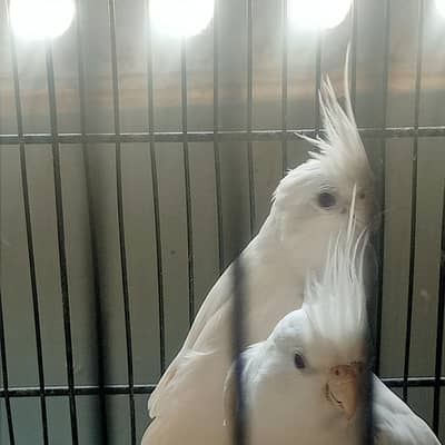 Eno red eye pair