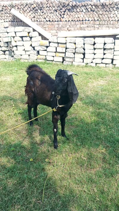 Bakra for sale urgent sale
