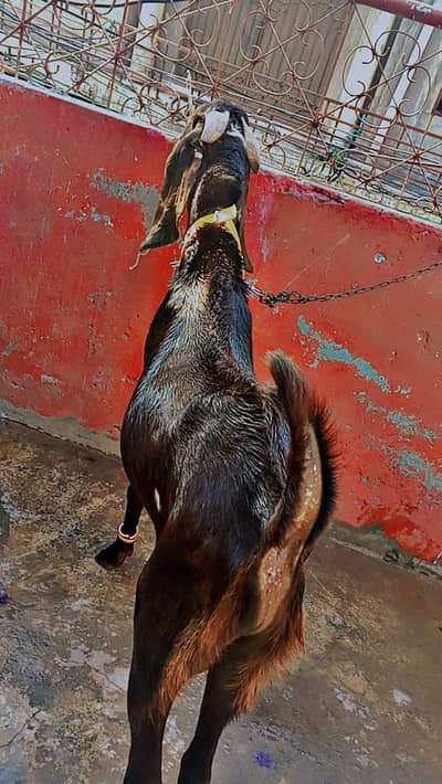 Bakra