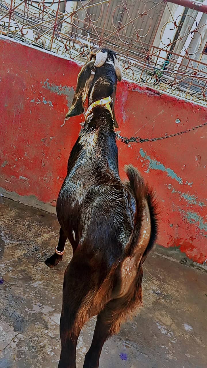 Bakra 0
