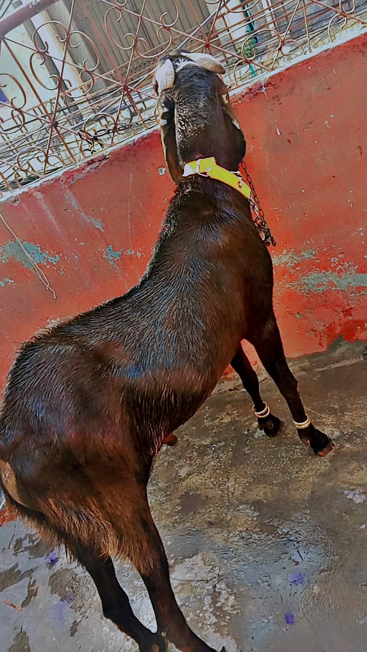 Bakra 1