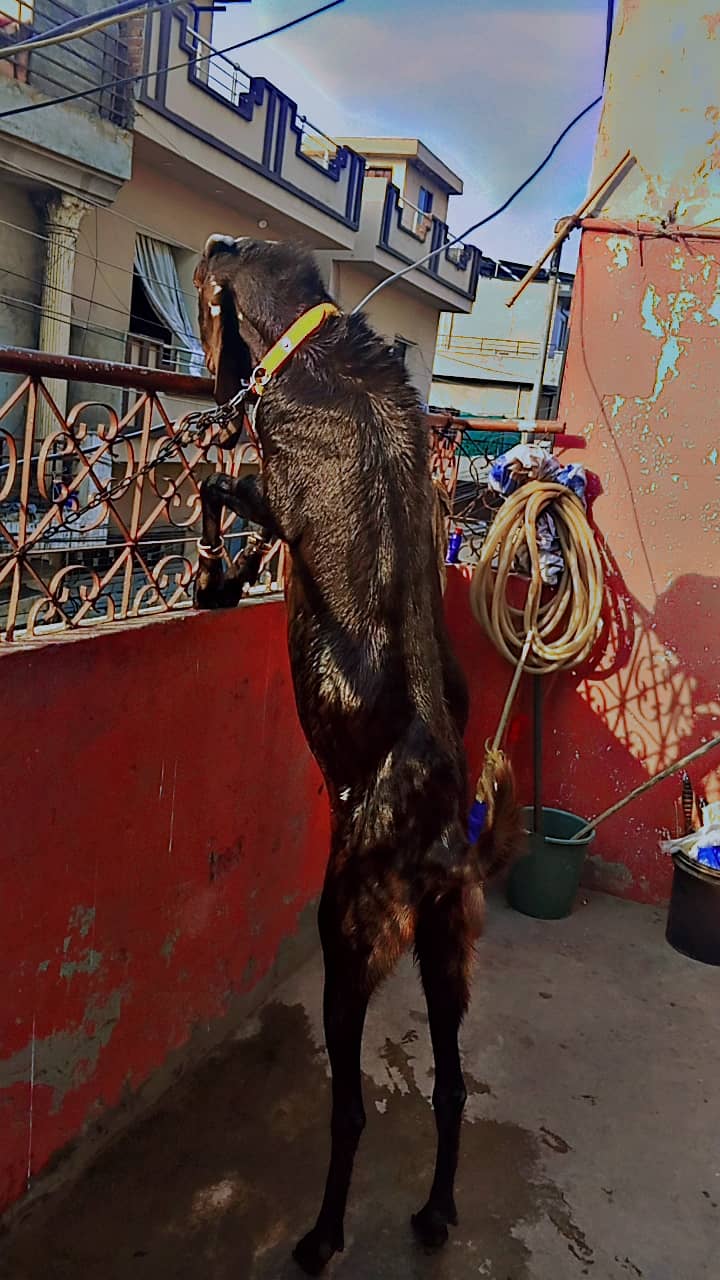Bakra 2