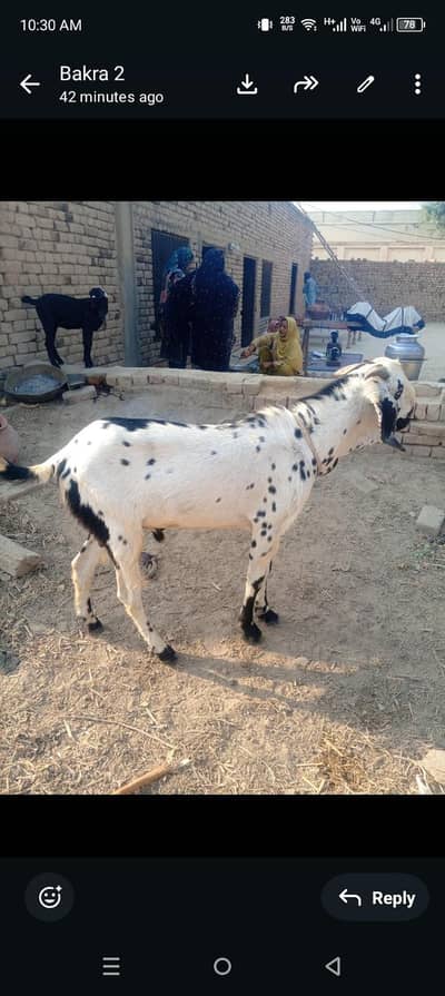 Healthy goats available for Qurbani