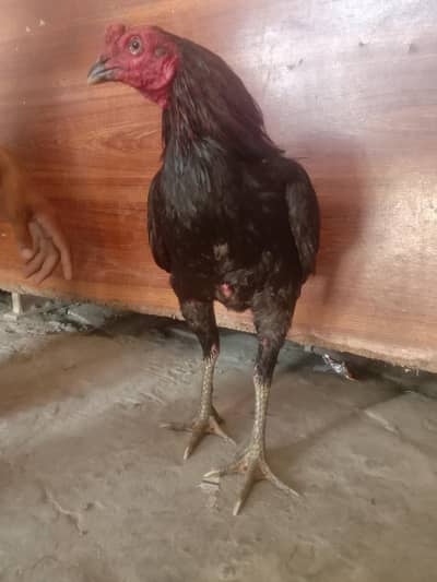 Aseel Pakistani Breed Ghar K Nikly Hen