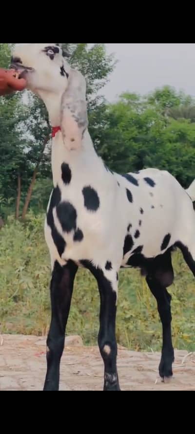 desi Bakra for sale WhatsApp number 0307=2594=823