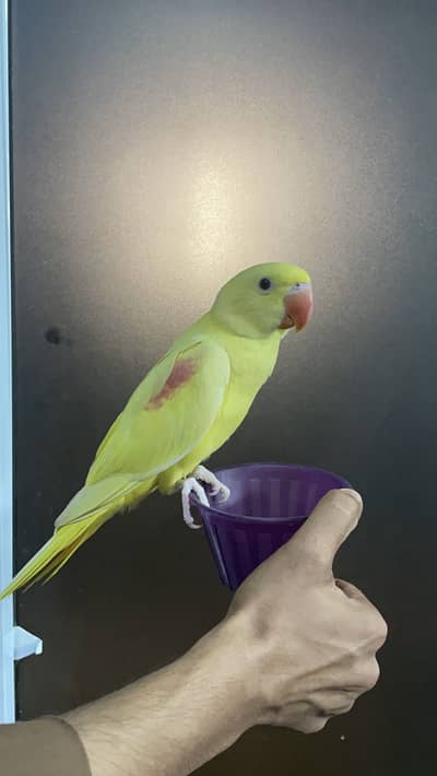 Loutino raw , yellow pahari chick available
