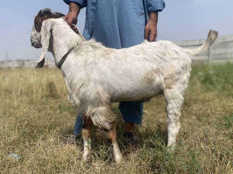 Eid e Aza 0