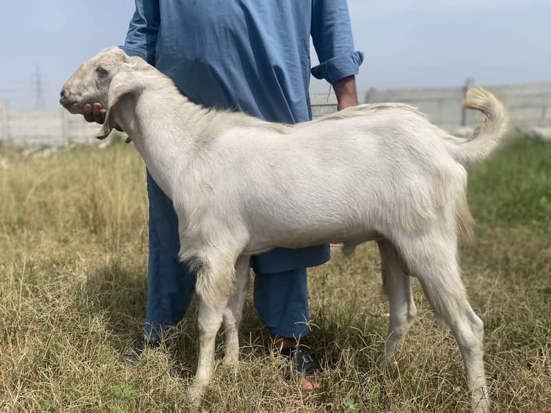 Eid e Aza 1