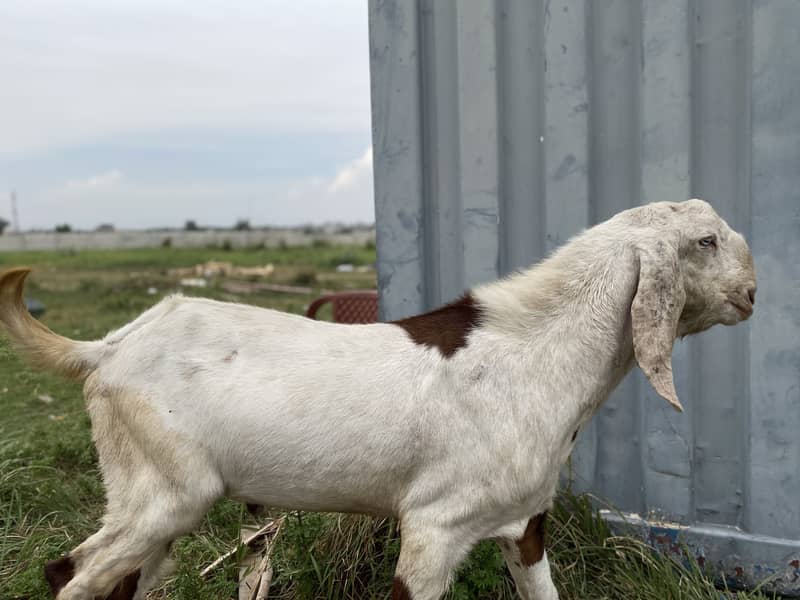 Eid e Aza 2