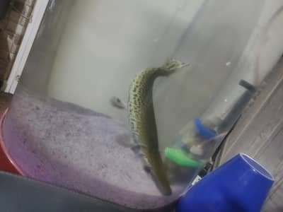 monster large fishes available