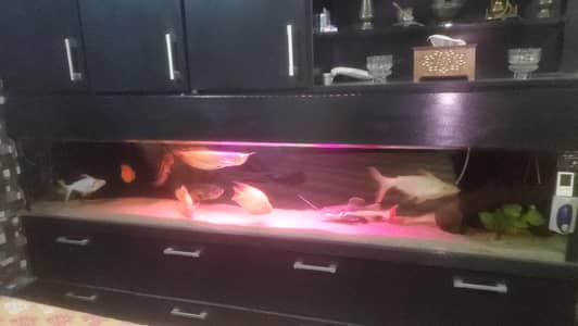 monster large fishes available