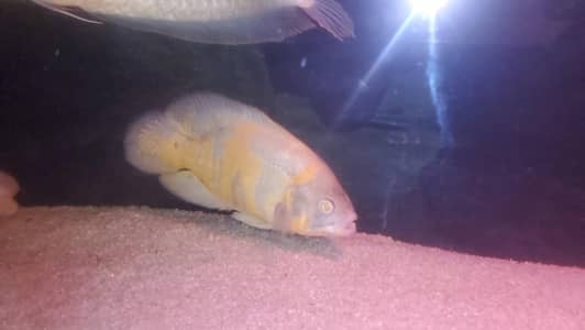 monster large fishes available