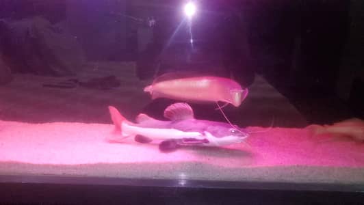 monster large fishes available