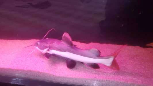 monster large fishes available