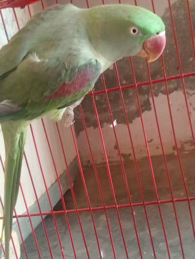 raw breeder female and talking no 03092233373