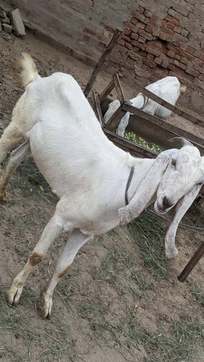Bakra for Sale