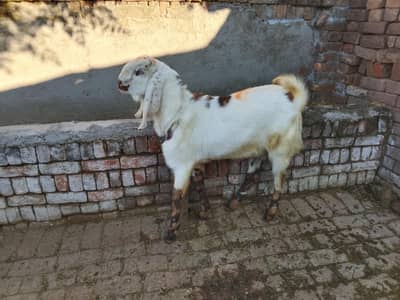 Bakra for sell