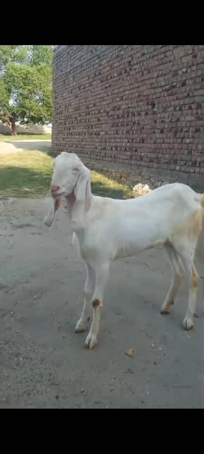 Bakri 03045190443
