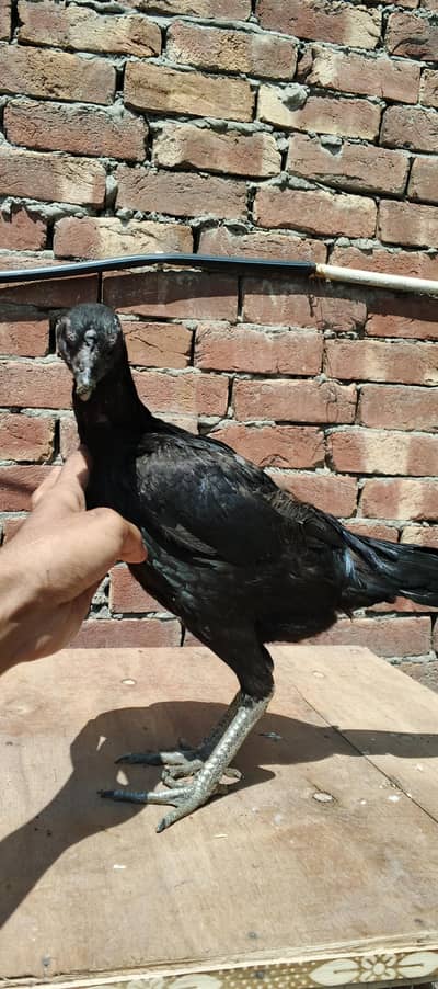 Thai / dragon females / dragon breed available