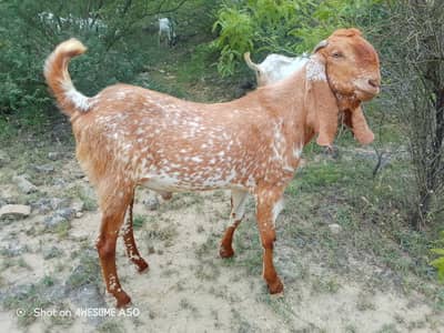 Bakra 2 dant qurbani 2026