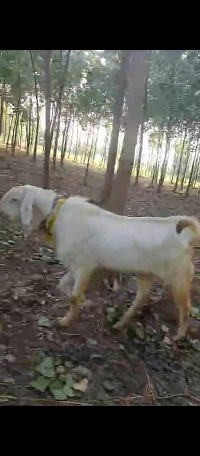 Goat for sale