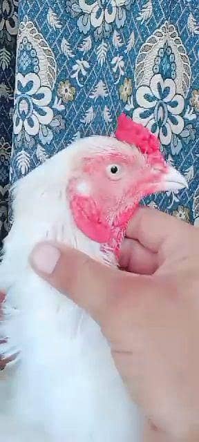 Hira aseel eggs