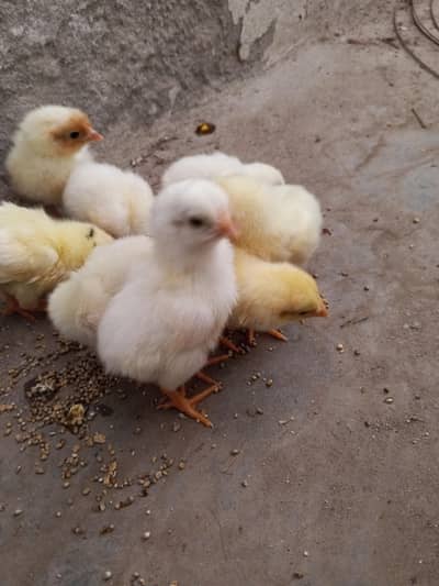 Heera aseel chicks 03014237451 call me