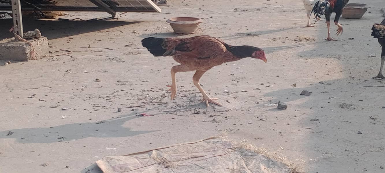 اصیل مرغ مرغیاں 4