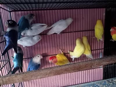 lutino. albino. blue personata love birds