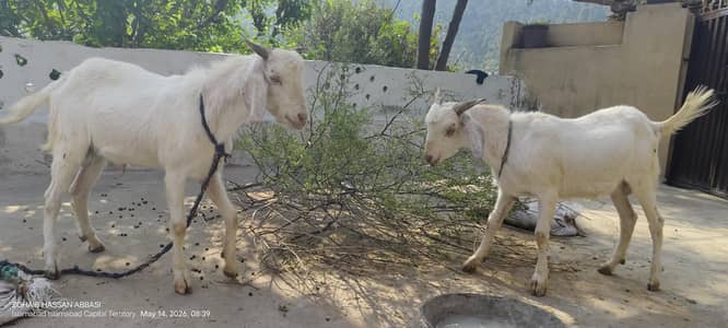 bakra goat jora