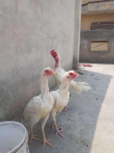 Hera breder madi for sale paper whirte bred ki granty