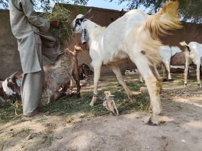 Bakra for sale qurbani k lye