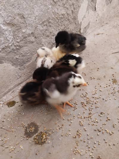 Thai caross aseel chicks 03014237451 call me