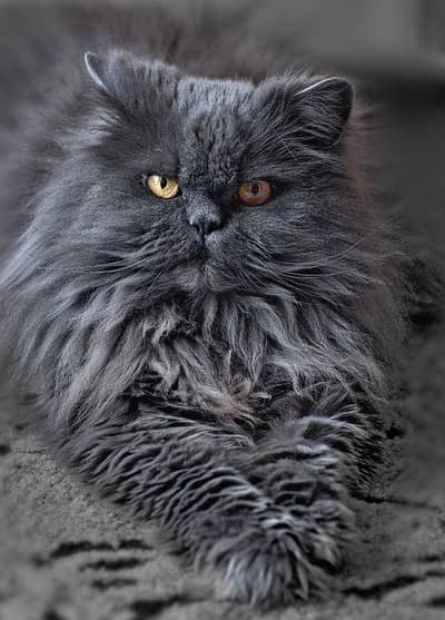 semi punch grey female cat vailable  ( +92 322 5625576 )