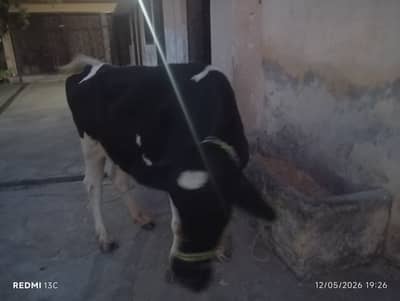 Holstein Friesian Skhai