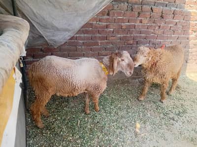 2 chatra . bakra  for sale (mongra) nasal(03035602902)