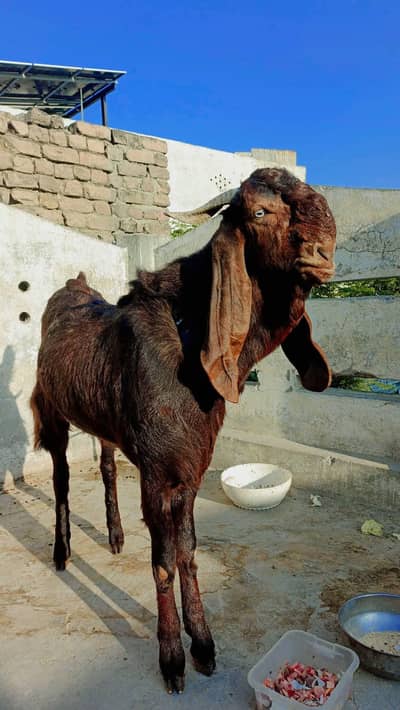 Nagra Beetal Breader Bakra