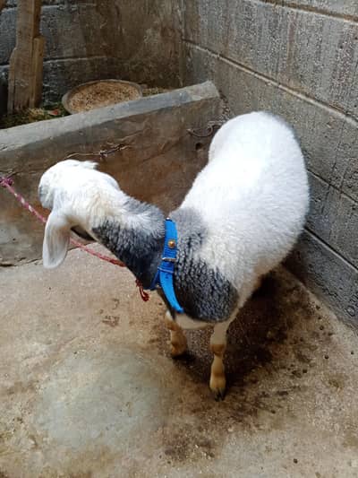 Mail Sheep