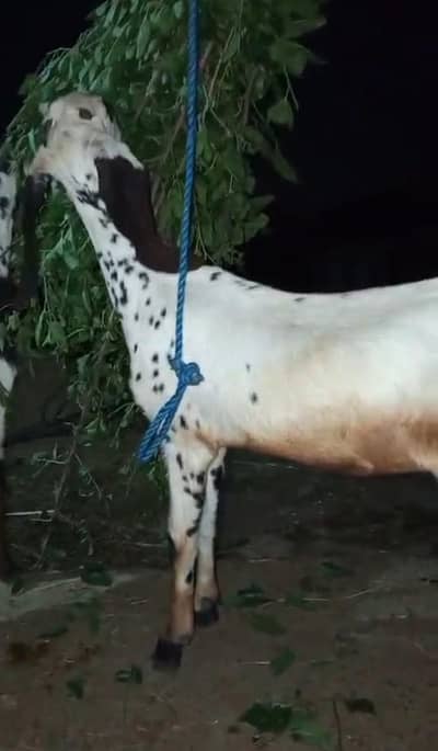 dondi bakri
