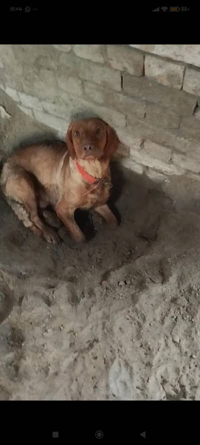 Golden labrador female available for sale with one male puppy