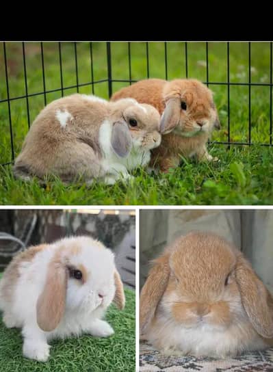 Holland lop pure quilty healty active