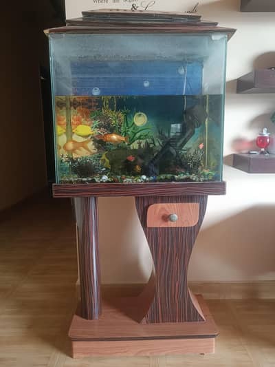 Full Fish Aquarium Setup 2ft - Fishes, Pump, Light, Stones