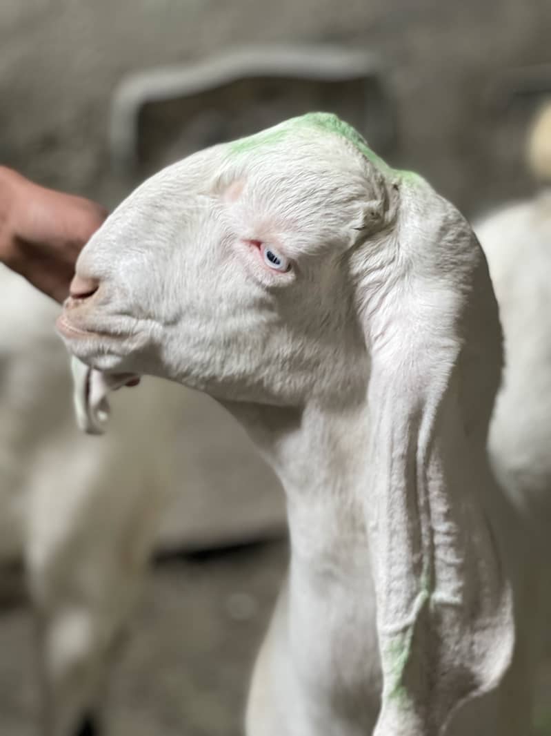 Desi Bakery | goat | khassi bakry | qurbani 2026 0