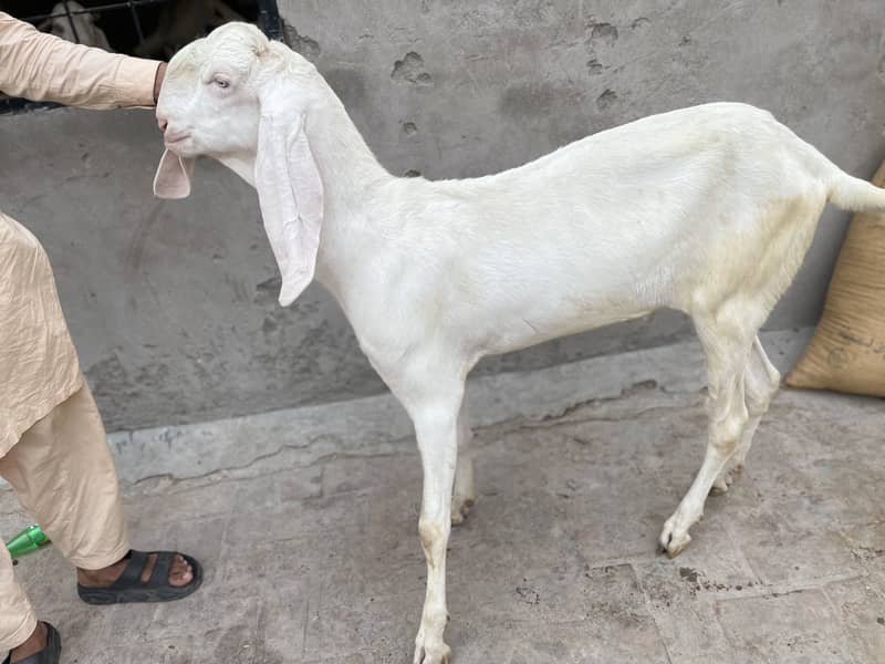 Desi Bakery | goat | khassi bakry | qurbani 2026 1