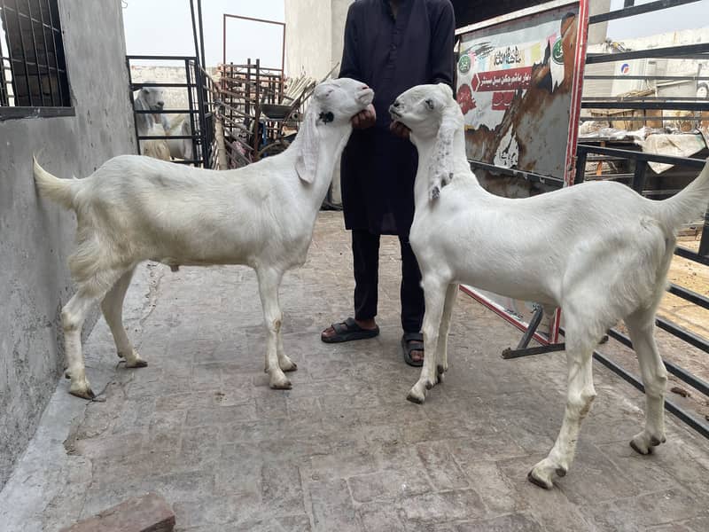 Desi Bakery | goat | khassi bakry | qurbani 2026 2