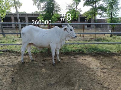 BULL COW WACHA FOR QURBANI 03104594900 /03246604270