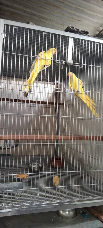 yellow ringneck female available with DNA report