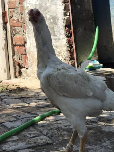 ring Bird white shamo female